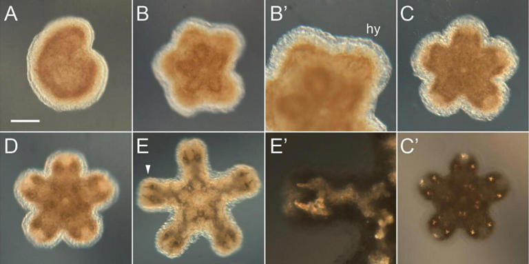 Marine biologists discover new plankton off Oregon coast