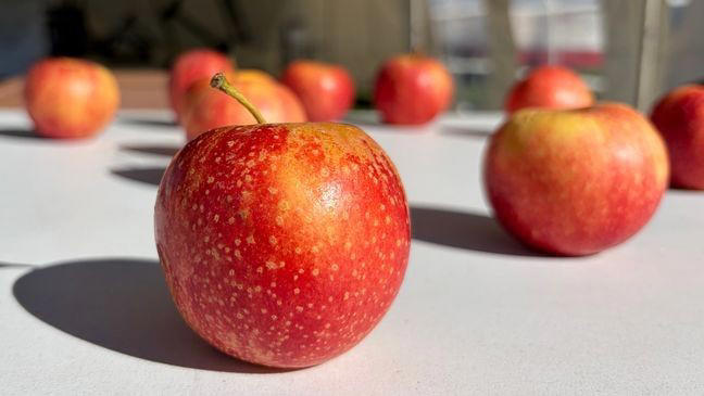 Autumn and apples: 54th annual Four Flags Apple Festival returns