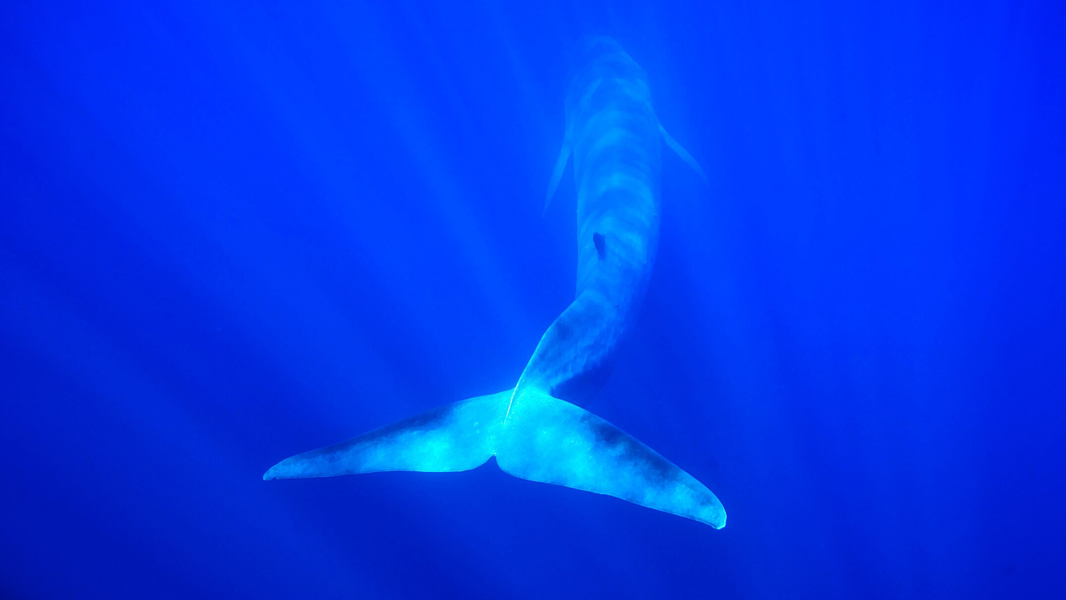 On its 80th birthday, International Whaling Commission encounters ...