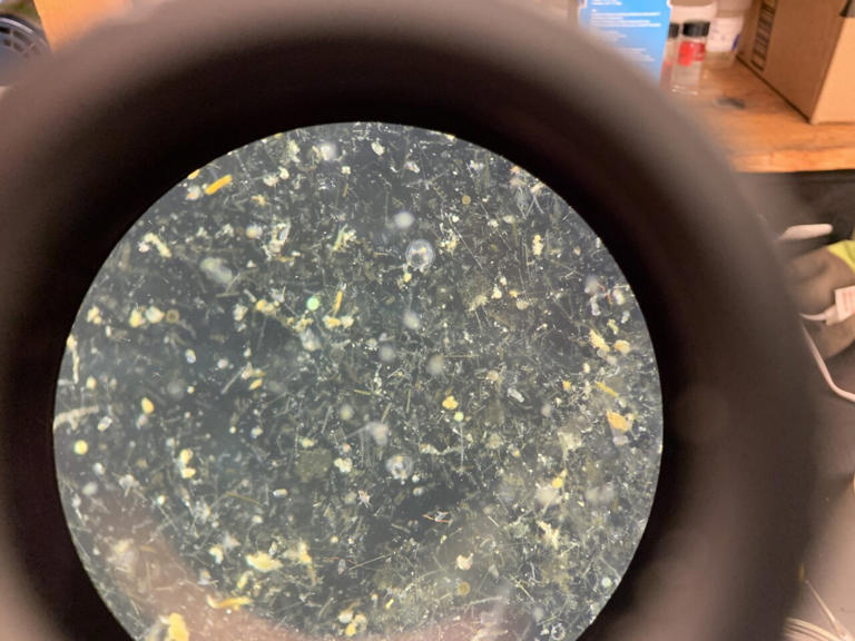 Marine biologists discover new plankton off Oregon coast