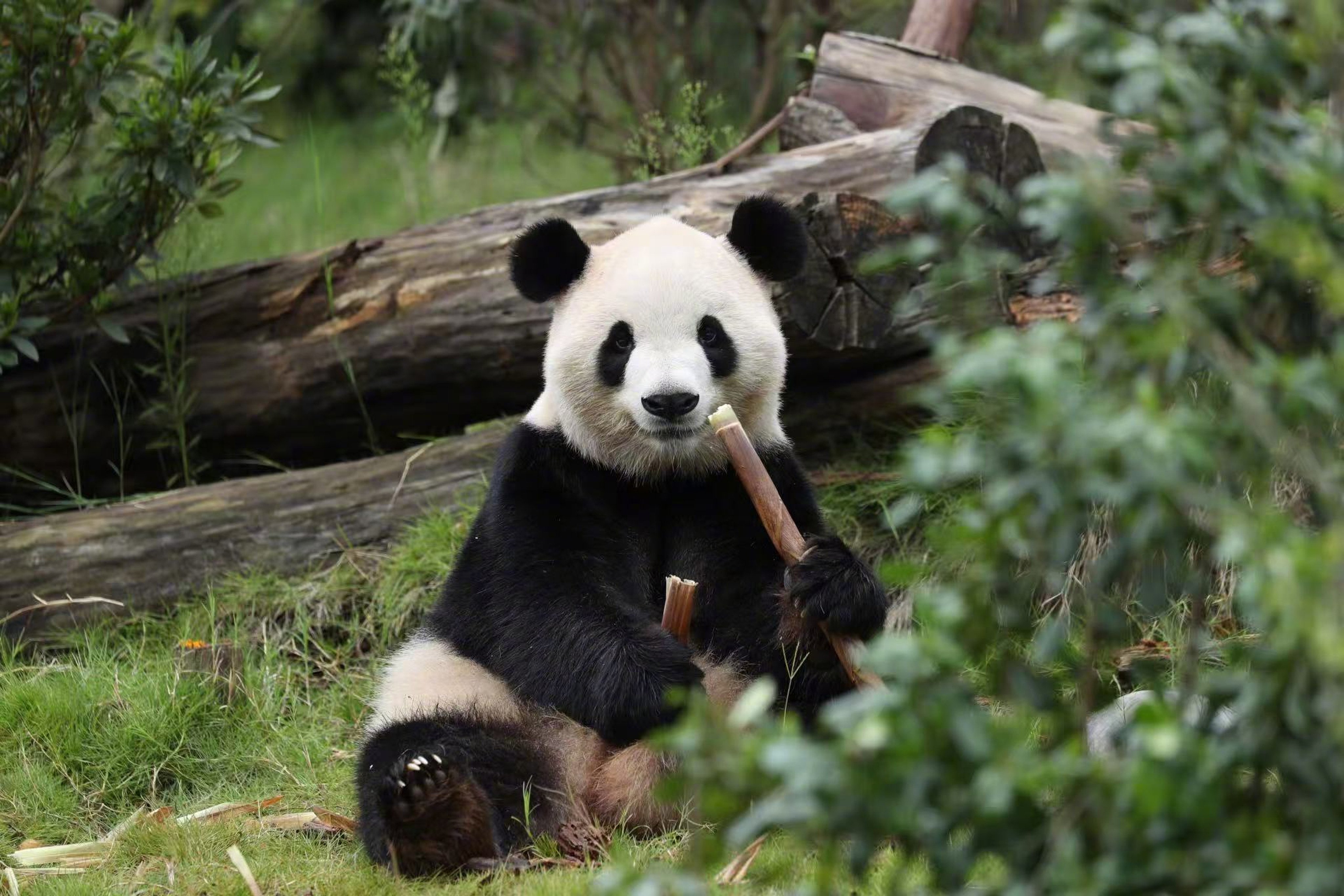 Panda diplomacy: all the countries currently hosting China’s beloved ...