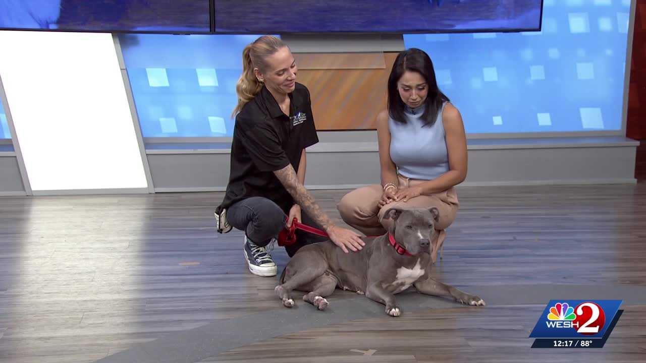 WESH 2 the rescue: Charlie from Seminole County Animal Services is ...