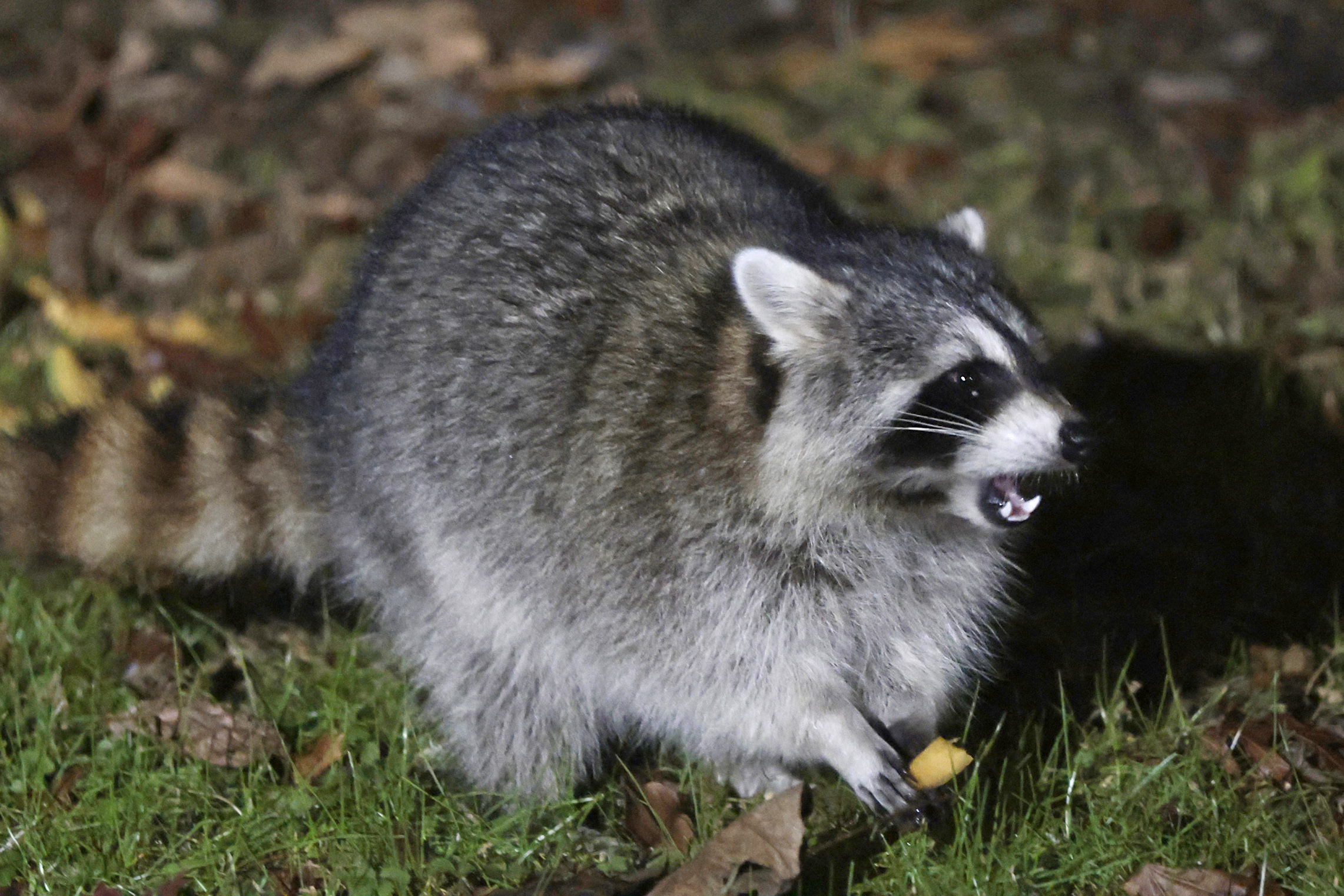 Three animals in Gloucester County have tested positive for rabies this ...