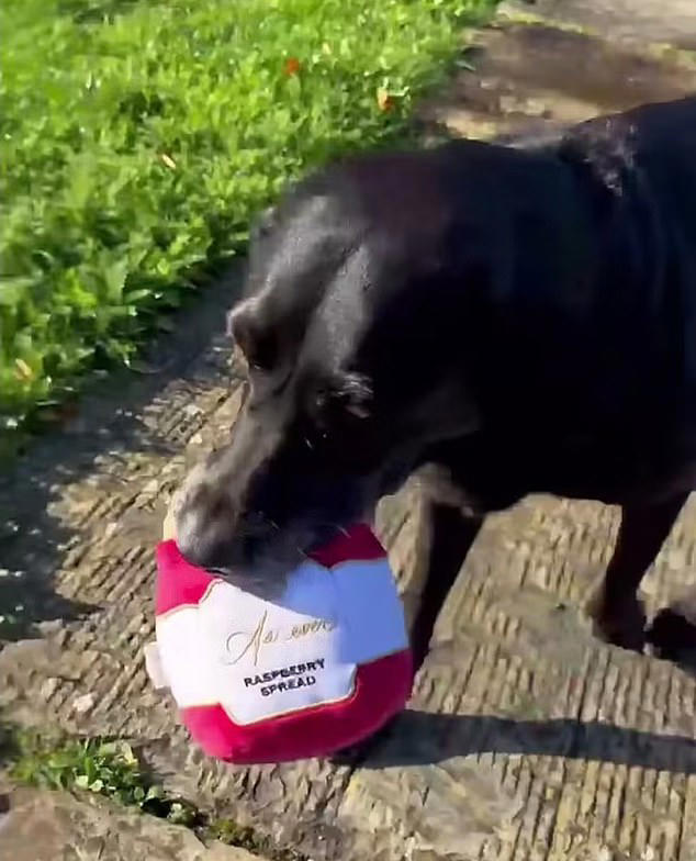 Is Meghan about to release a dog toy? Duchess' Labrador plays with a ...