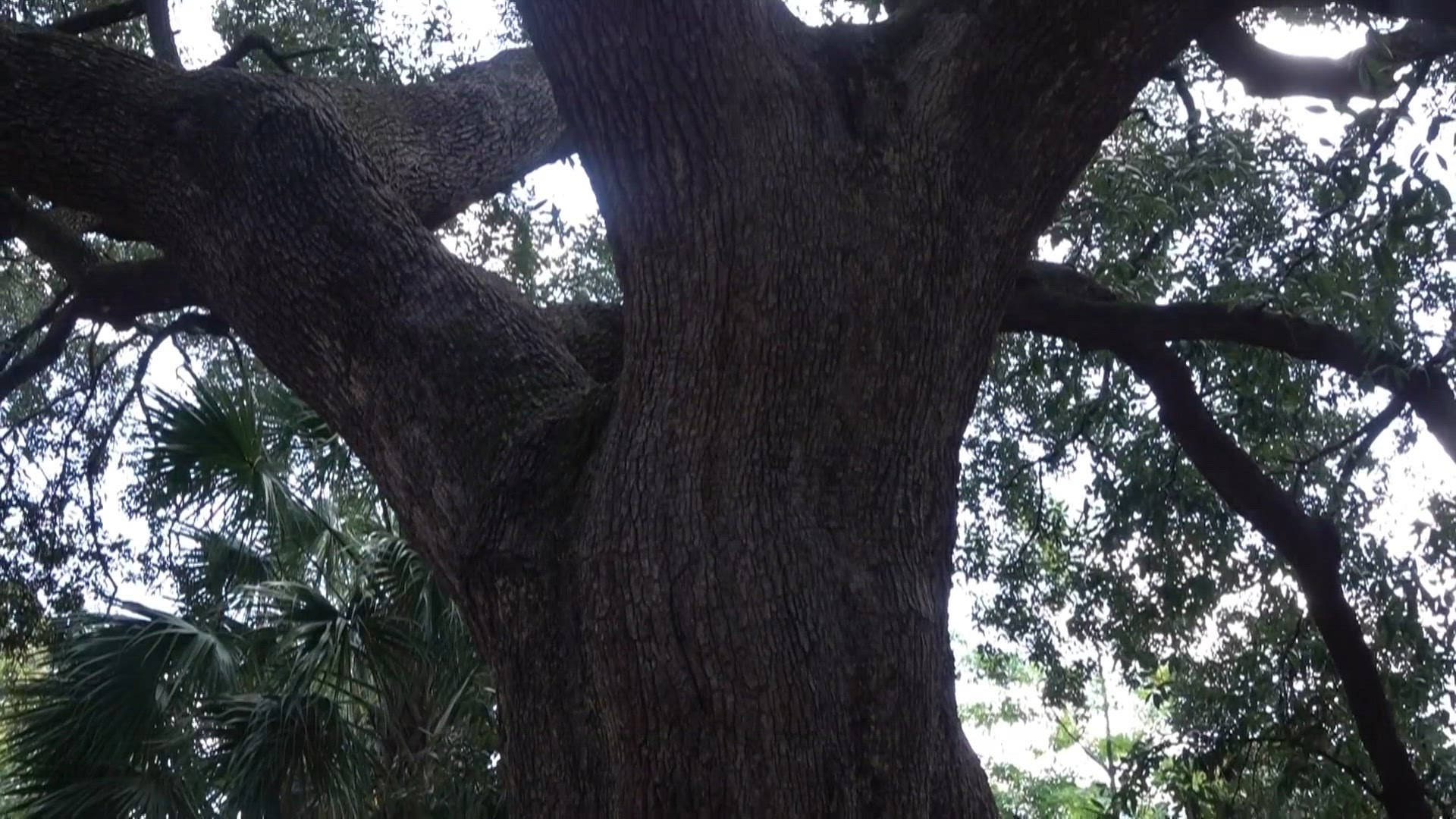Nominations open for Columbia's treasured tree program