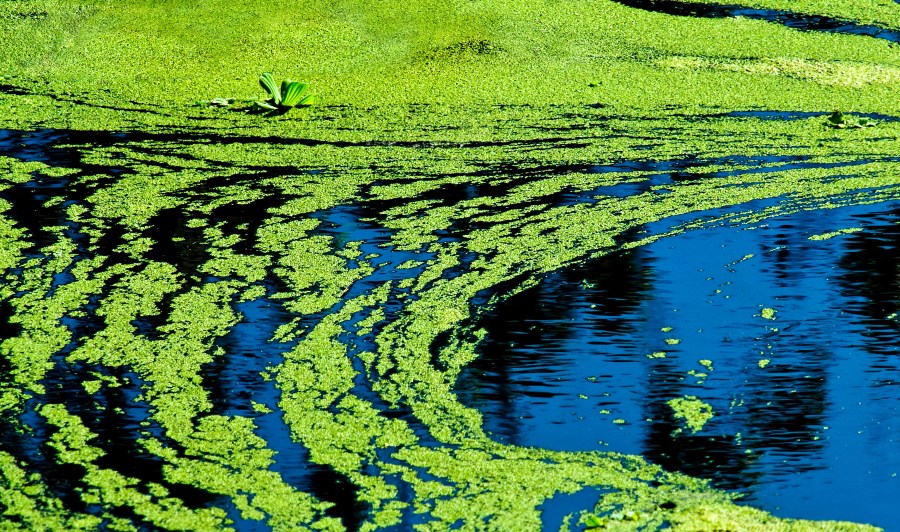 Public health advisory issued for Kansas lakes due to blue-green algae
