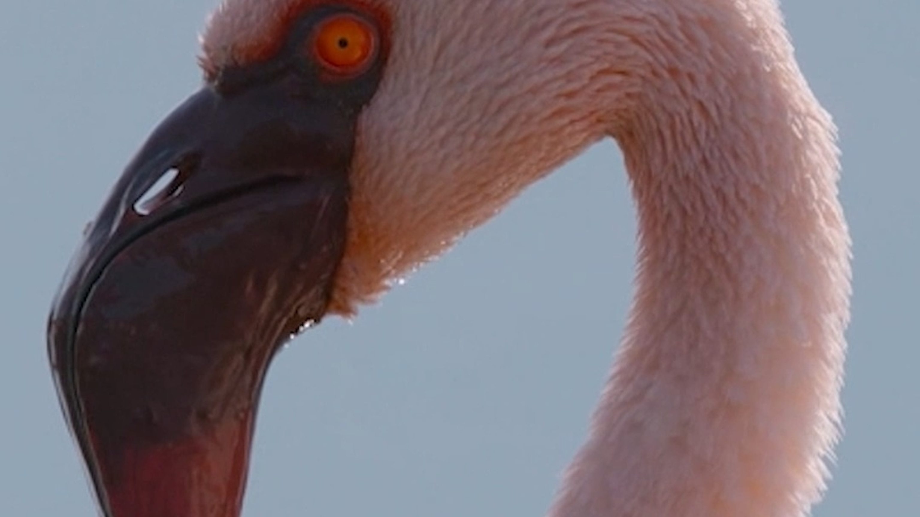 'Africa Earth’s Wild Home' captures continent’s breathtaking wildlife