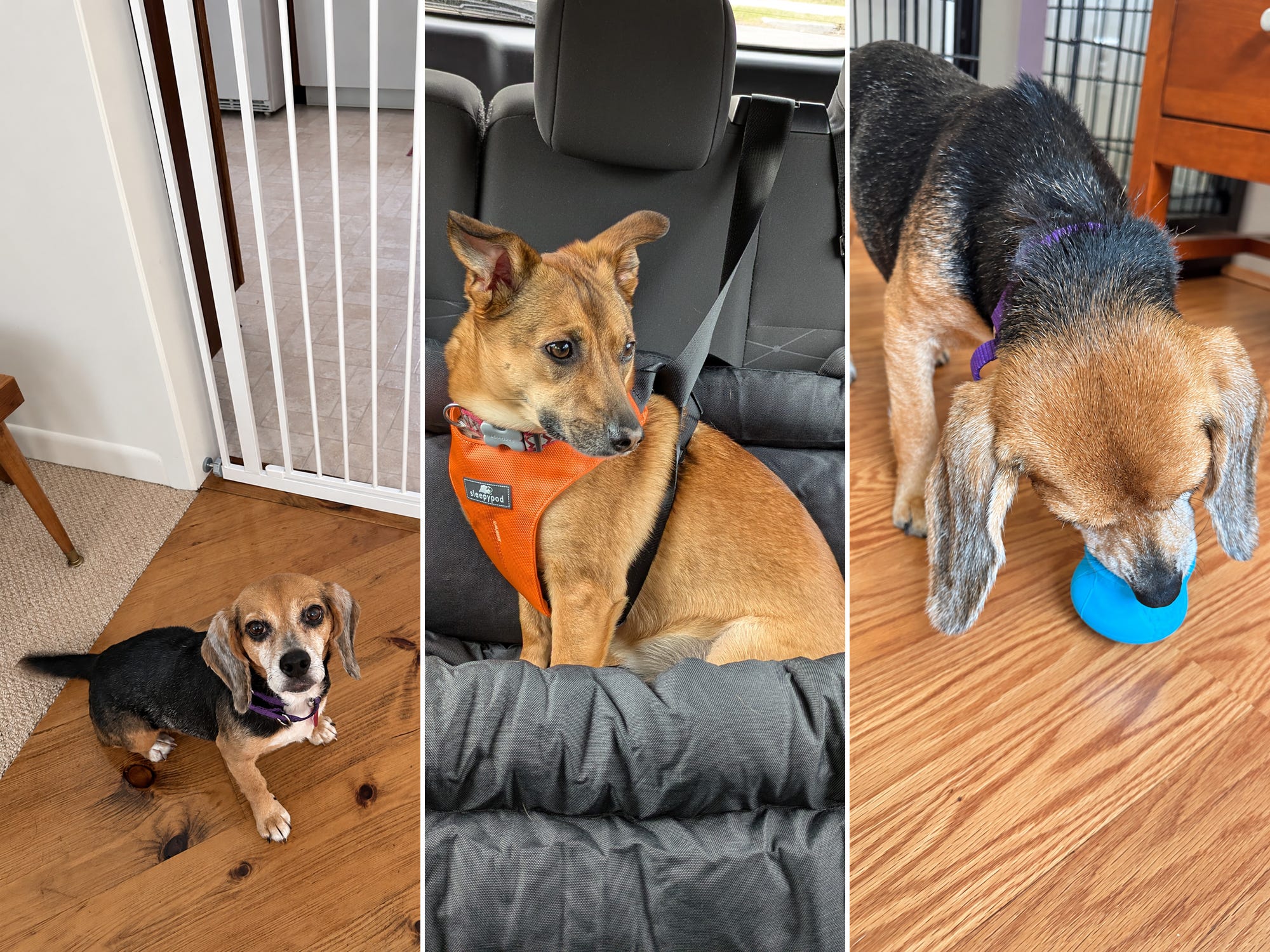 New dog checklist, according to veterinarians and trainers