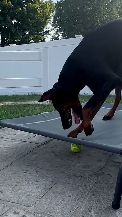 Dog struggles to reach ball under bed during game of fetch