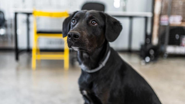 Poppy the black lab's daily schedule will have you cracking up