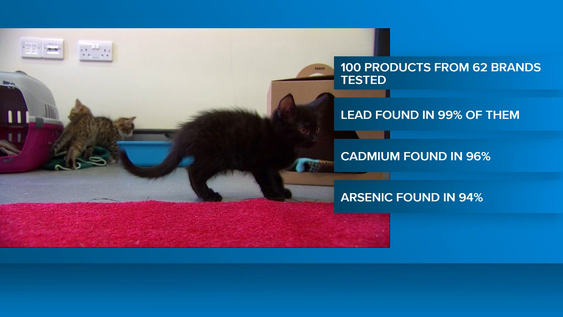 Toxic chemicals found in most cat foods tested, report finds