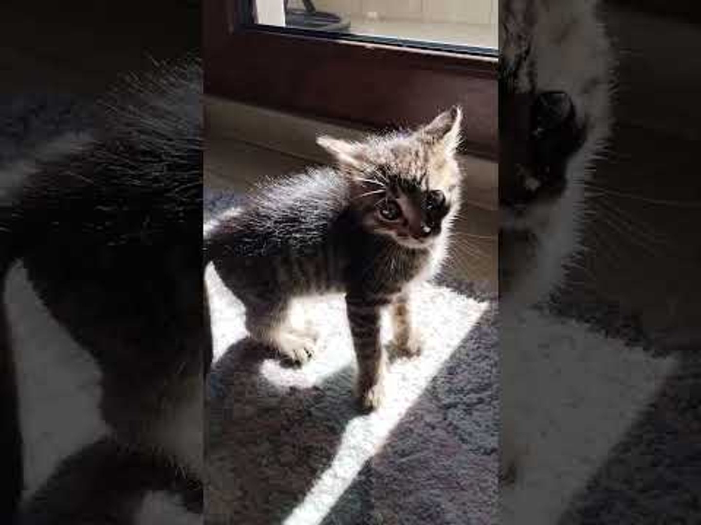 Kitten plays with owner