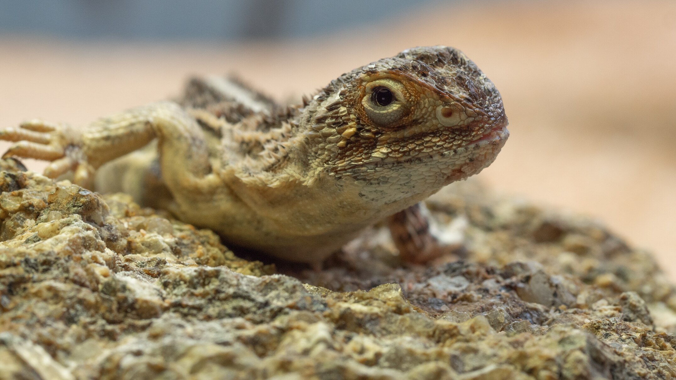 Man-made clay burrows hoping to save Canberra grassland earless dragon