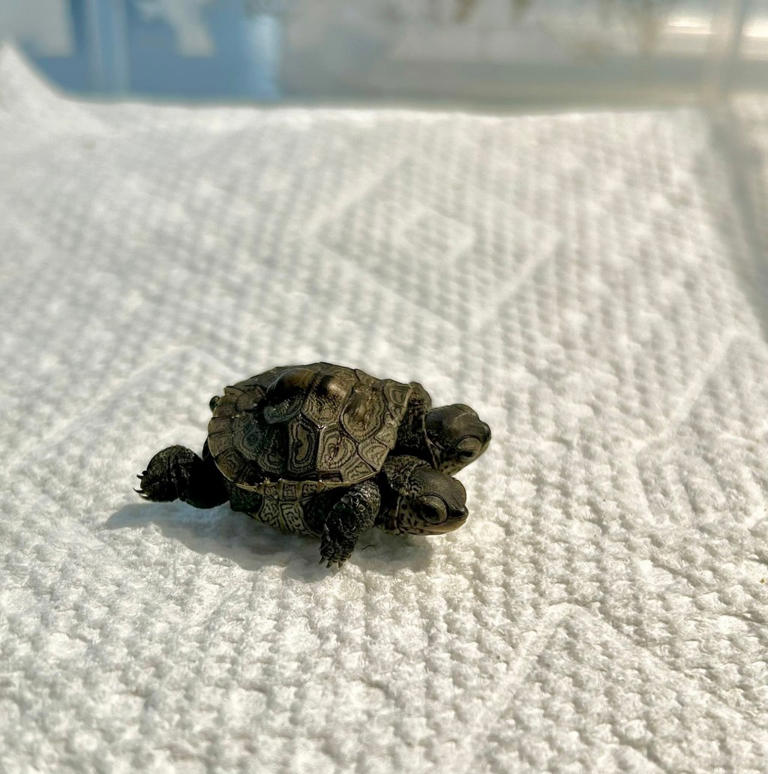 Especially rare two-headed baby turtle found in Cape Cod