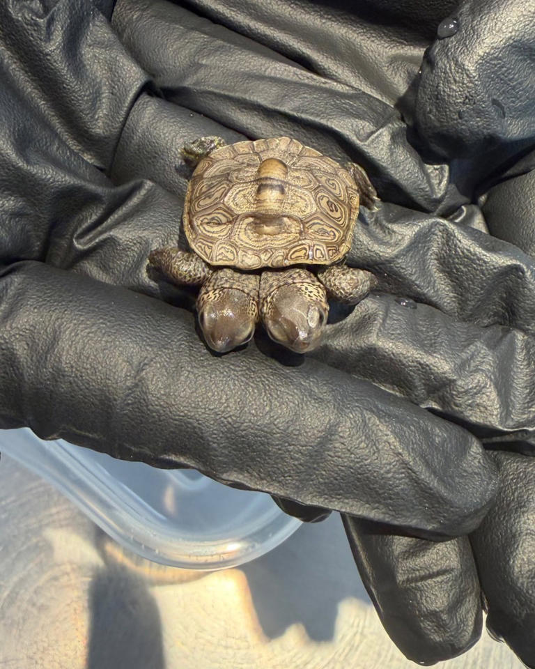 Especially rare two-headed baby turtle found in Cape Cod