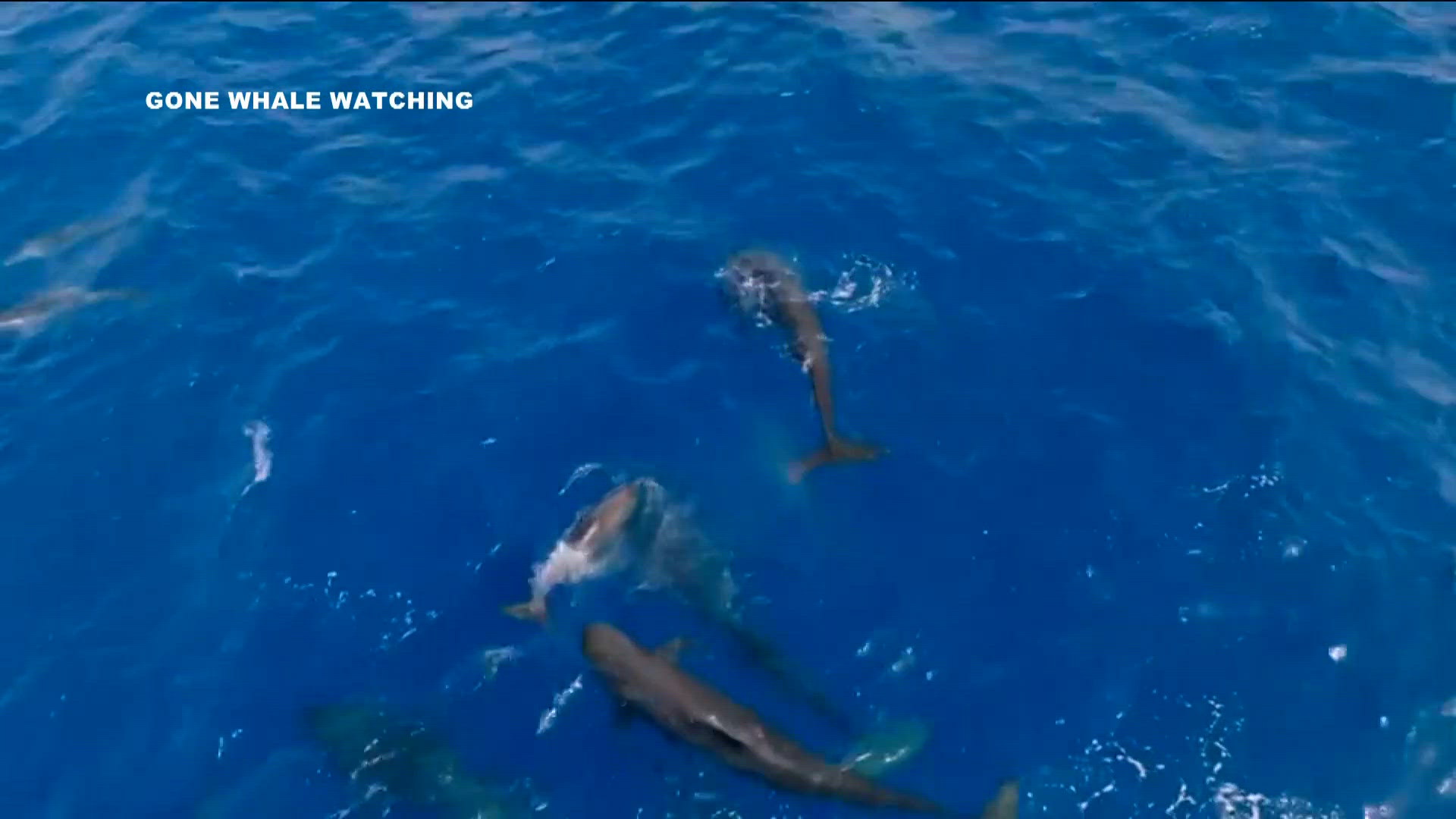 Rare super-pod of pilot whales stuns San Diego tour company