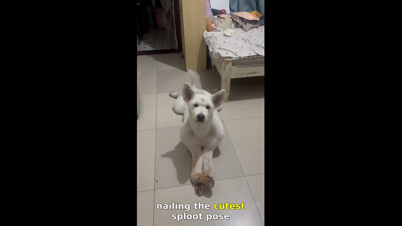 Dog lounges in cute sploot pose in Zhejiang