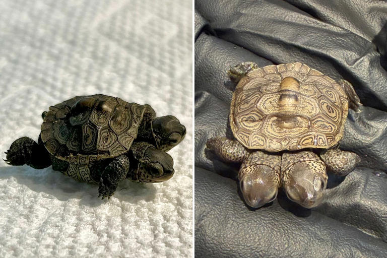 Especially rare two-headed baby turtle found in Cape Cod