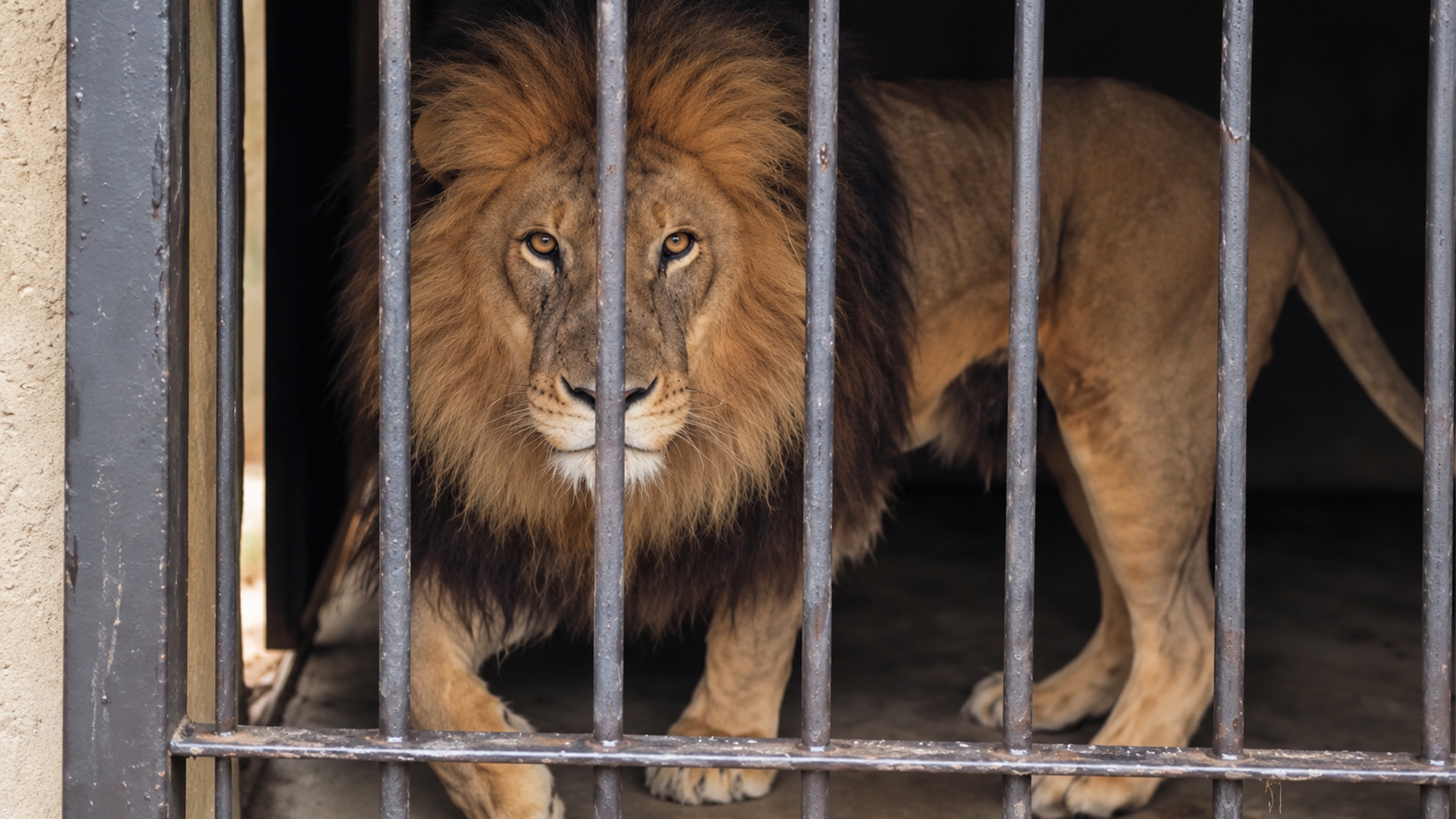 The lion’s stare before sedation
