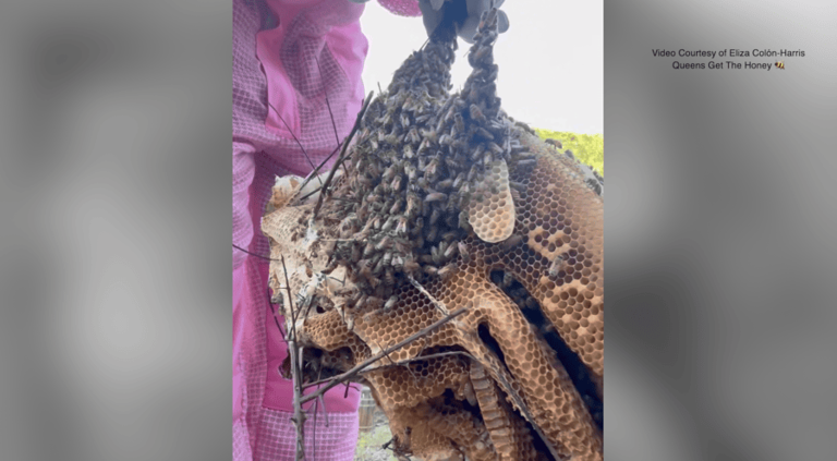 Video: Massive beehive removed from French Market