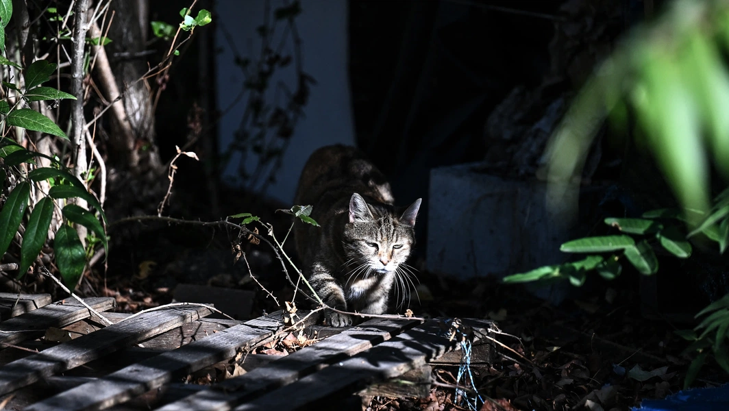 Understanding stray and feral cats in your neighborhood