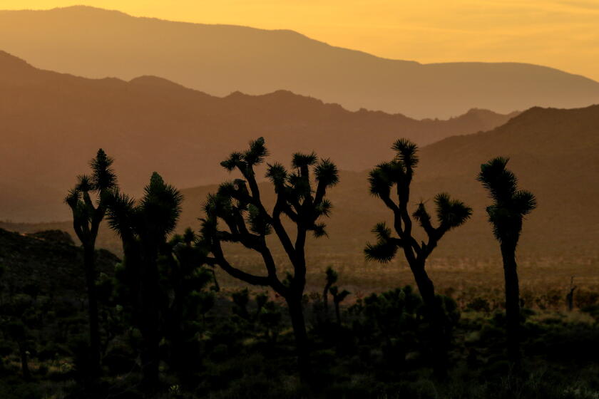 Joshua Tree preservation projects scrapped after Trump administration blocks funding