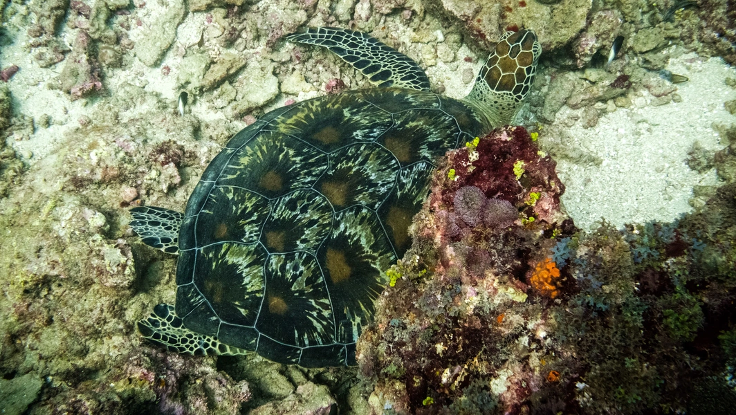 Sea turtles’ fight for survival in a changing ocean