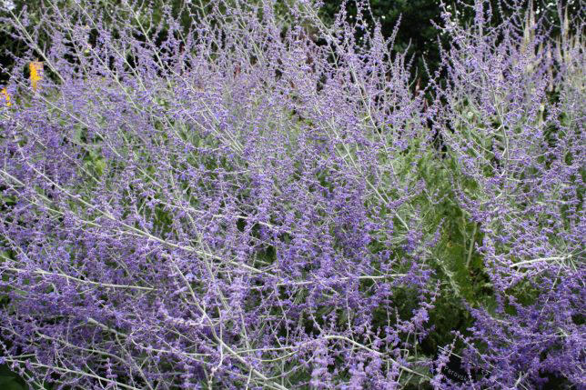 How to drought-proof your garden now to prepare for next summer