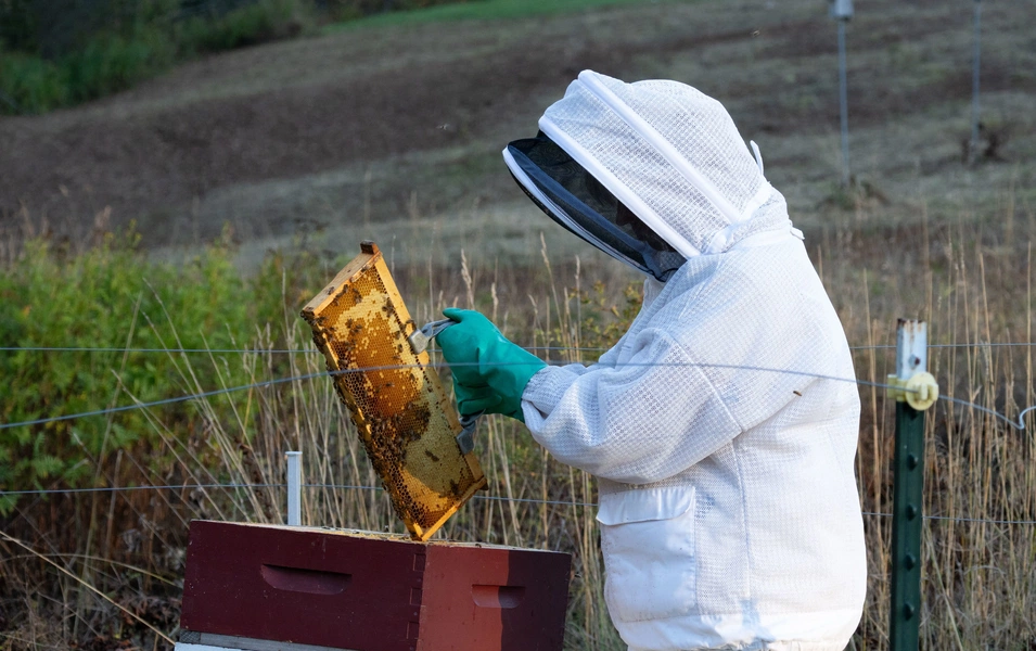 Beginner beekeeping tips for a thriving first hive