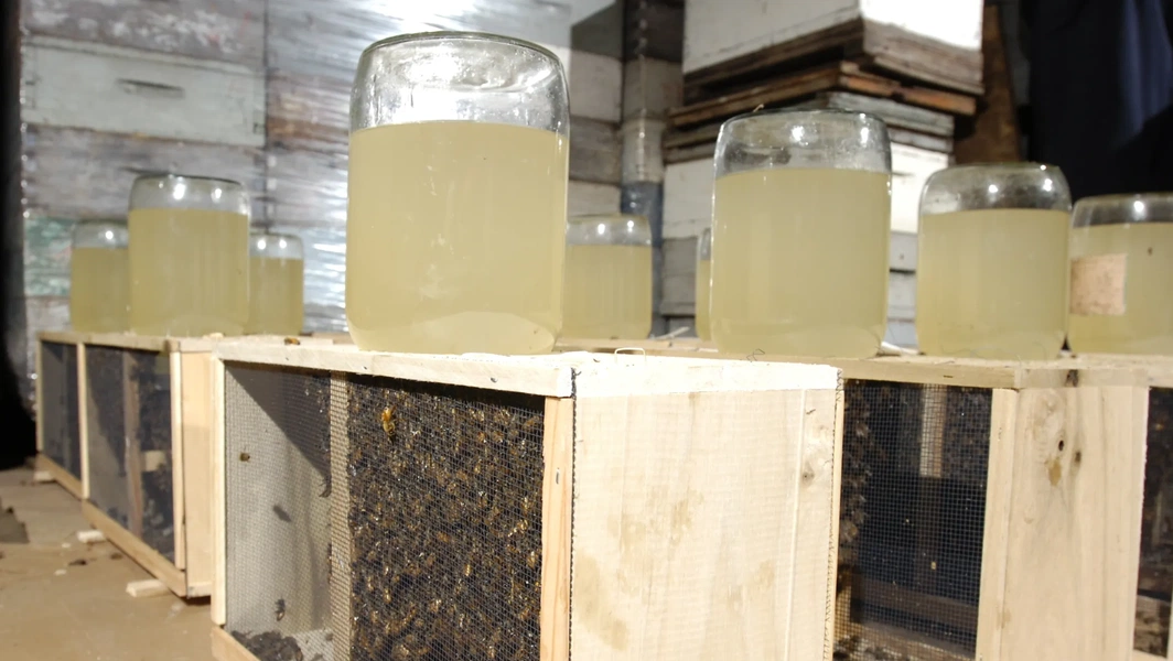 Beginner beekeeping tips for a thriving first hive