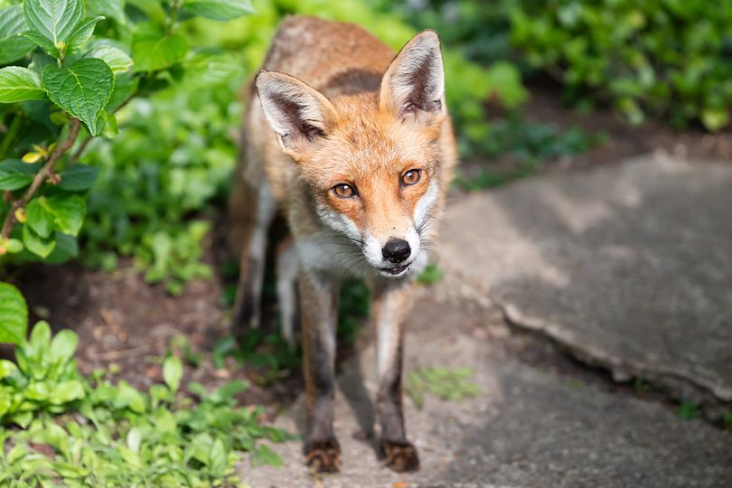 Stop foxes getting at your flowers with garden layout change