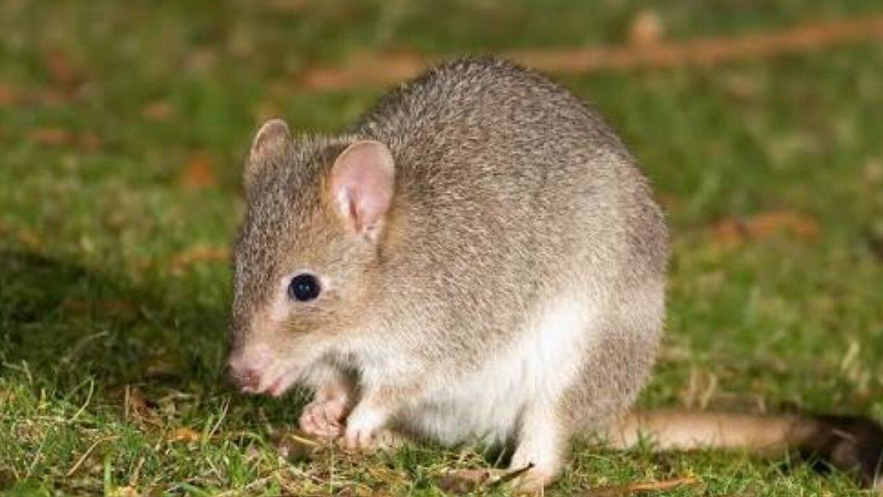 Australia released 17 threatened bettongs into a predator-free reserve