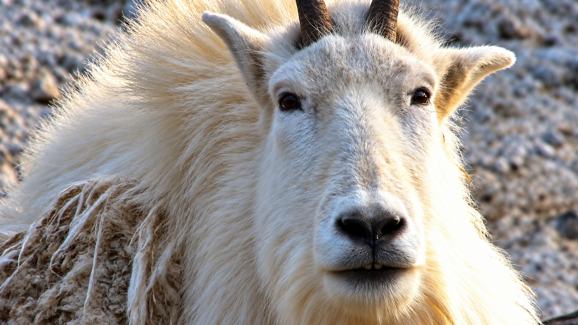 Up close with a mountain goat and its thick white coat