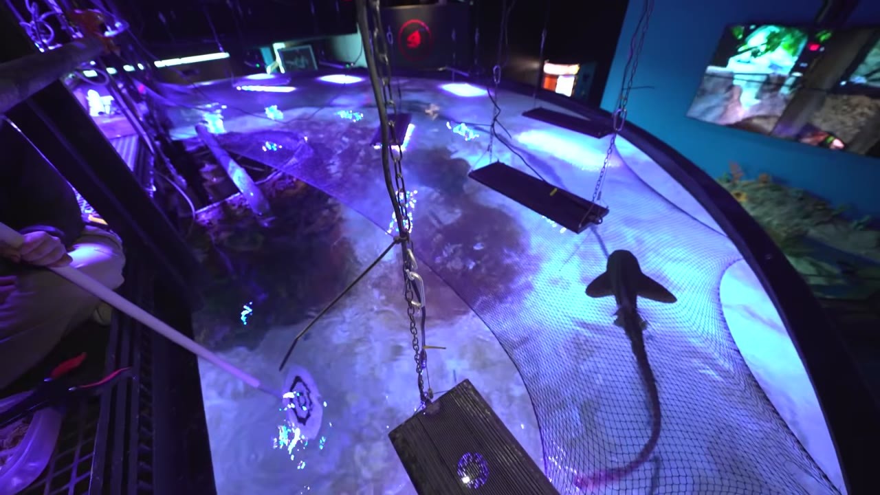 She climbed above the shark tank to feed their biggest shark - it came ...
