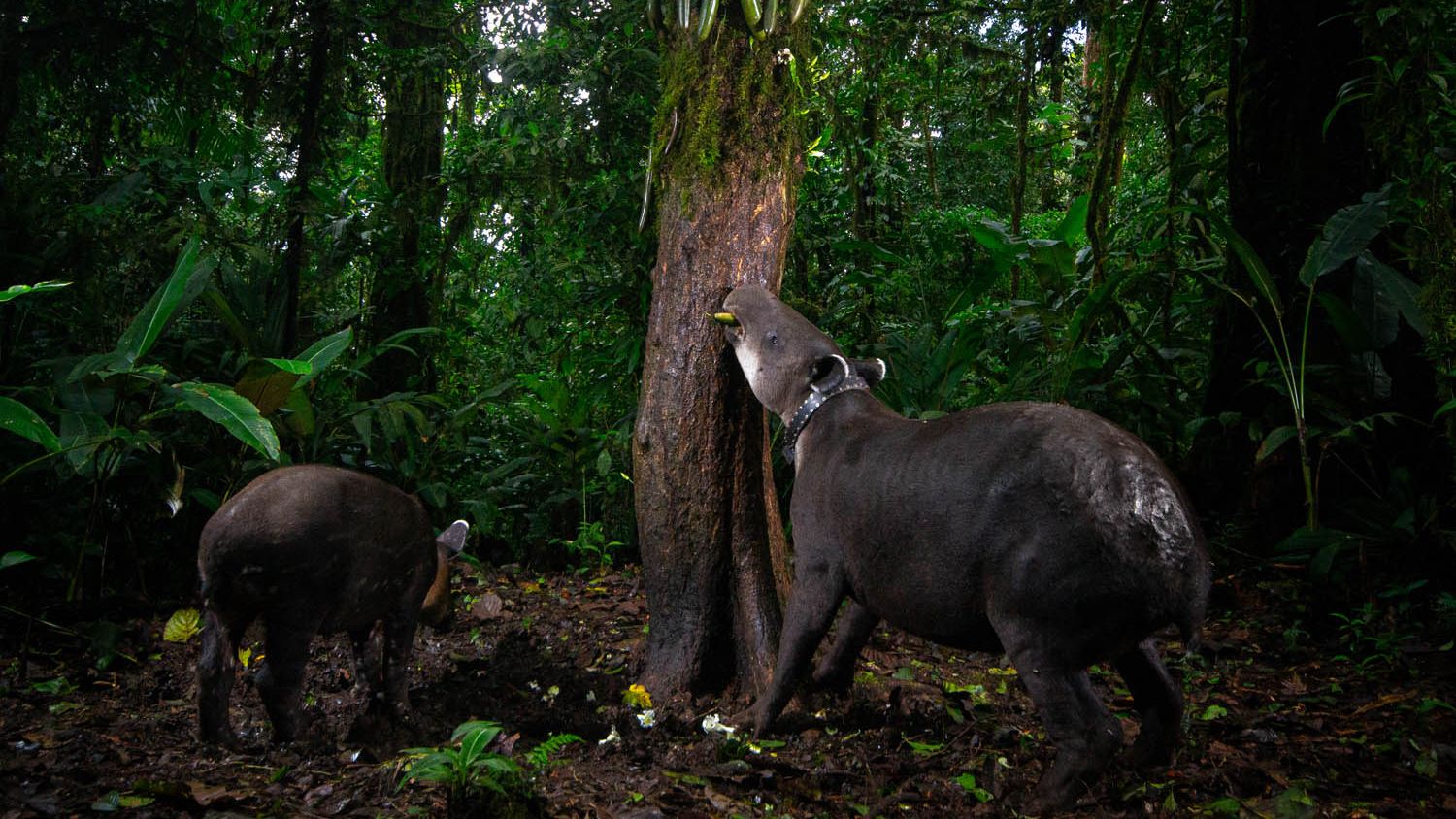 This prize-winning shot, taken on a basic DSLR, is 