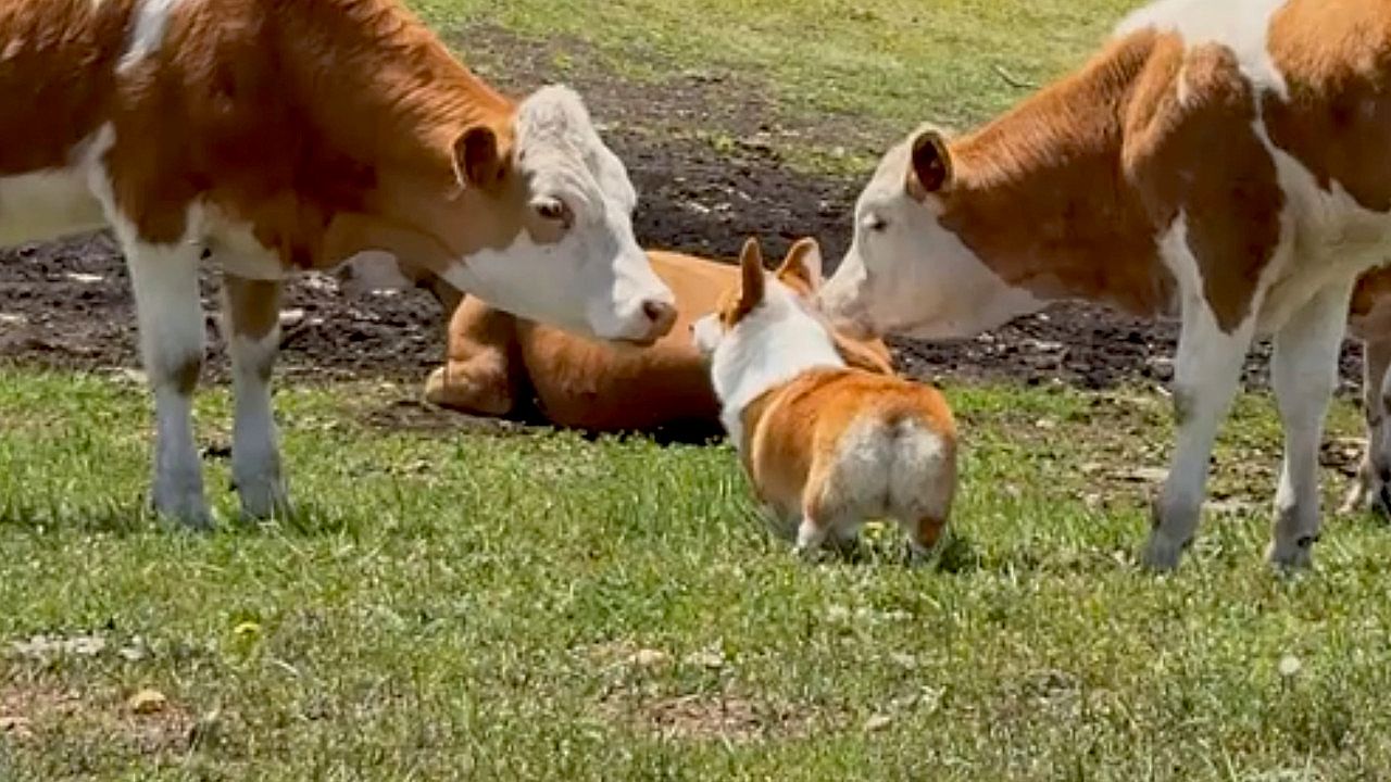 Color-matched corgi blends into a cattle herd until one cow shows it ...