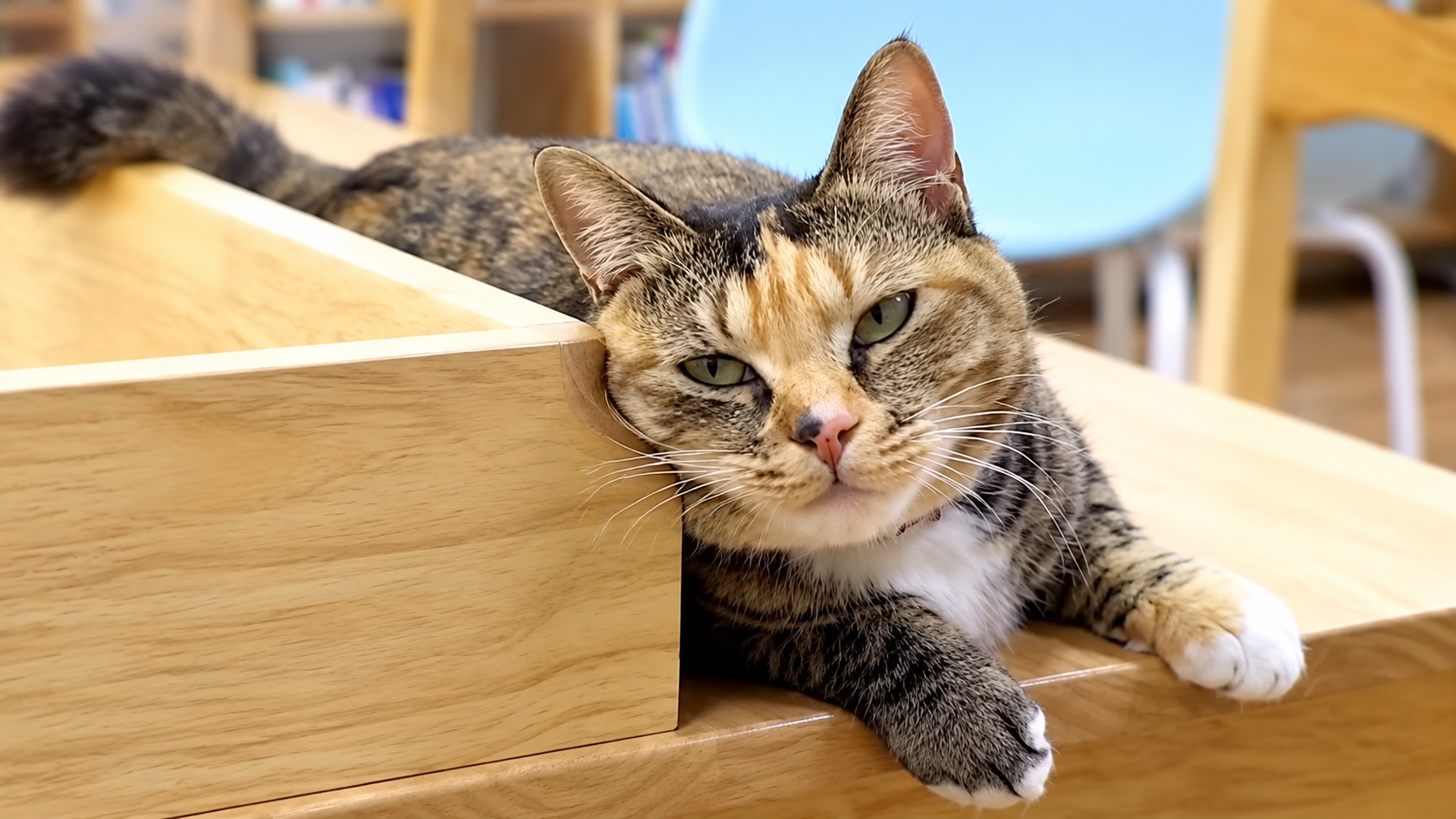 Stray cat brings daily gifts to thank its rescuer