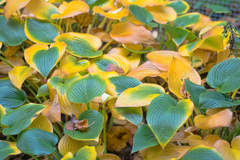 Frost doesn’t need to kill your hostas—5 things to do now to prepare ...