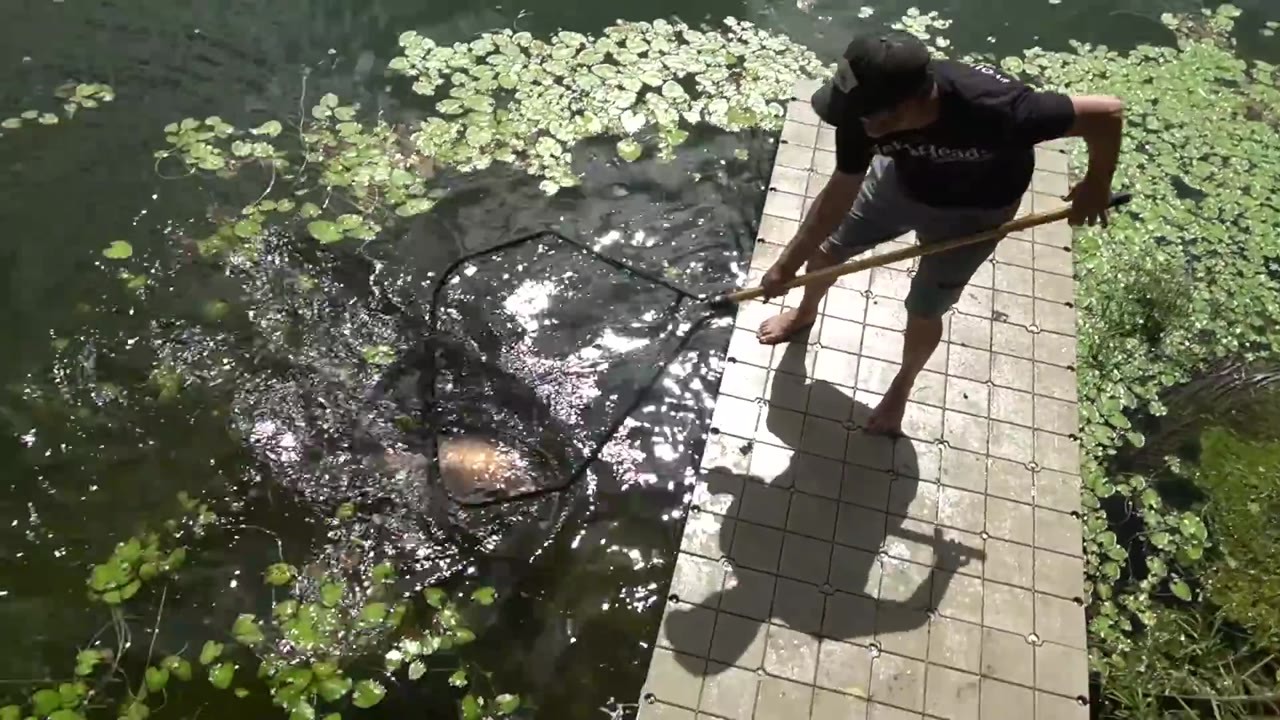 He hooked a monster pacu from the dock then everything underneath ...