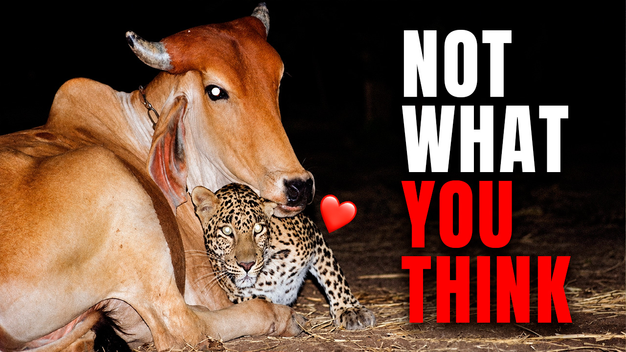 A leopard came for a cow every night but not to kill her