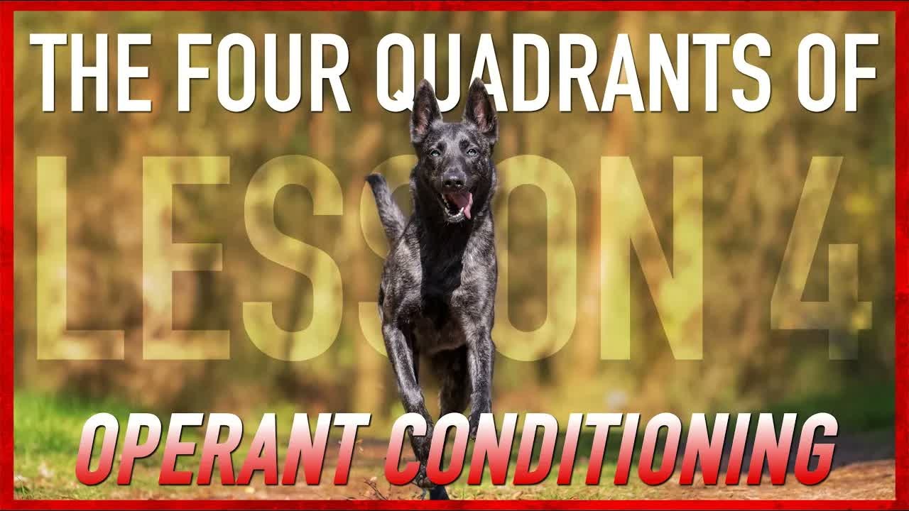 Exploring the four quadrants of operant conditioning in dog training