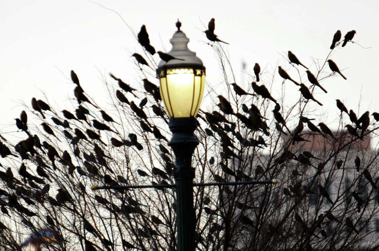 Artsy Galveston street has a serious problem with grackle poop