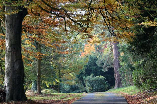 Castle to host autumn afternoon teas using produce from its gardens