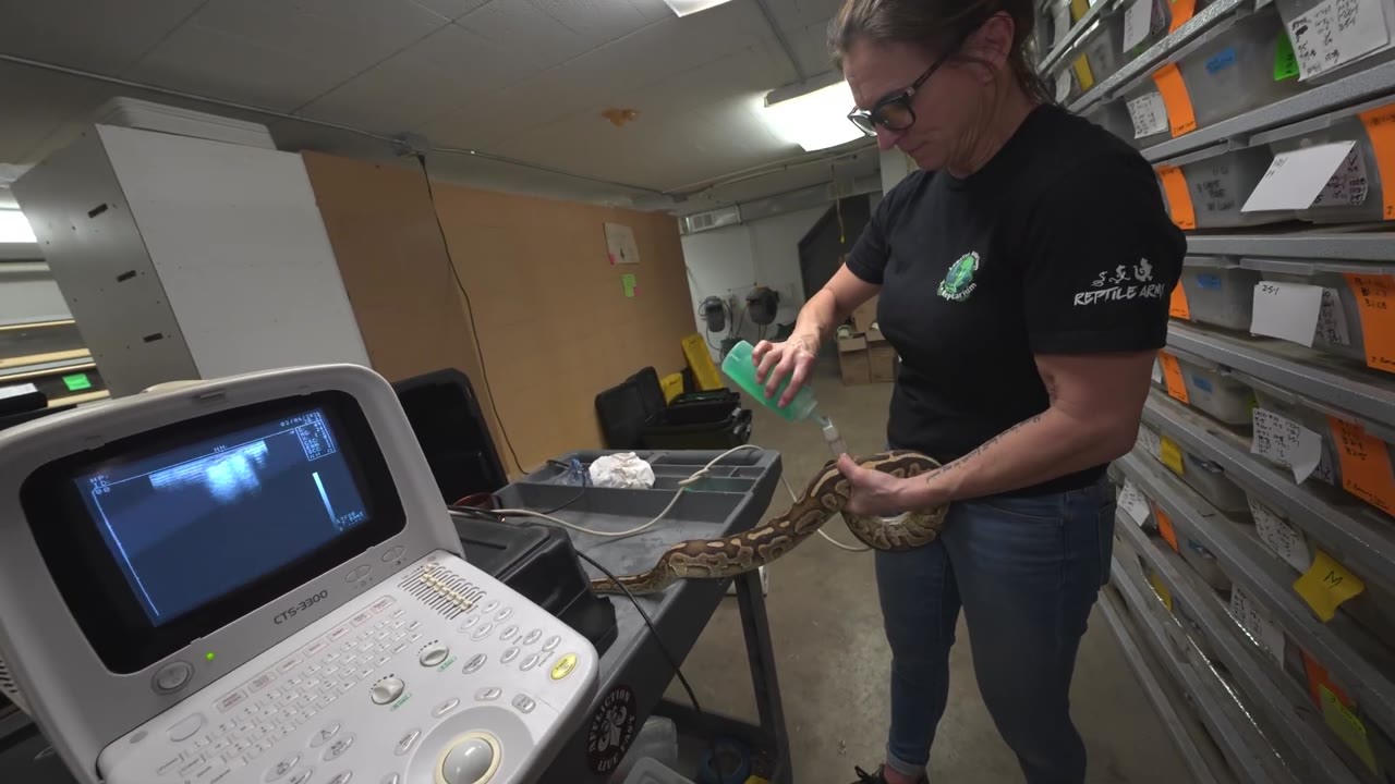 Their snake looked different… so they brought out the ultrasound machine
