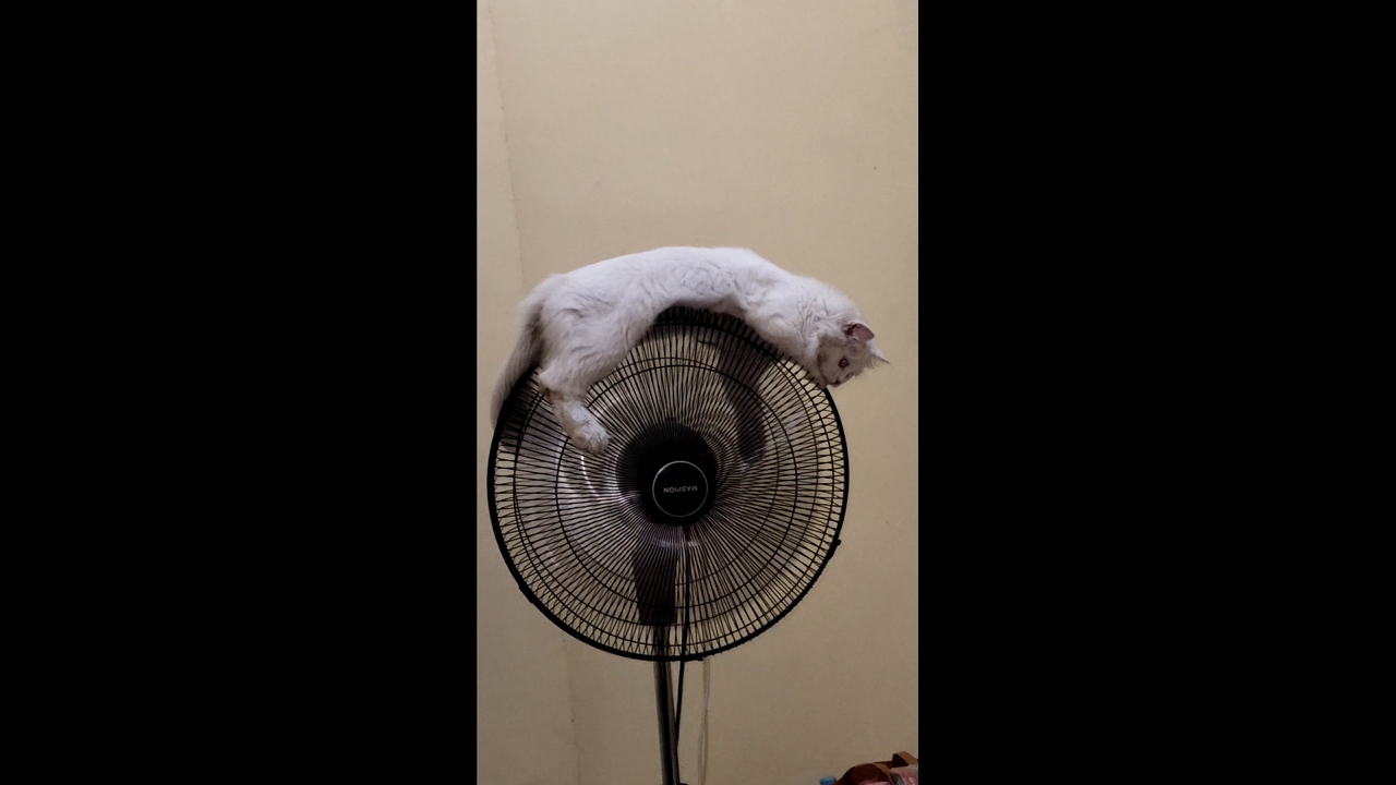 Cat calmly rides on a moving fan in Surabaya