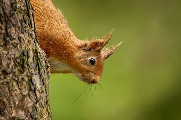 Red squirrels will come to your garden if one food item is left out