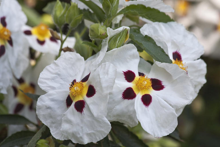 How to drought-proof your garden now to prepare for next summer