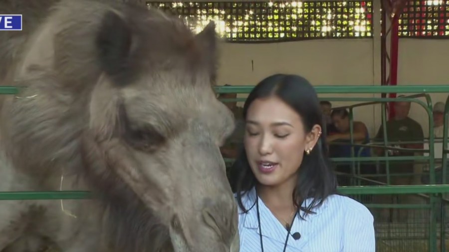 Meet capybaras, kangaroos and more at the Carolina Classic Fair in ...
