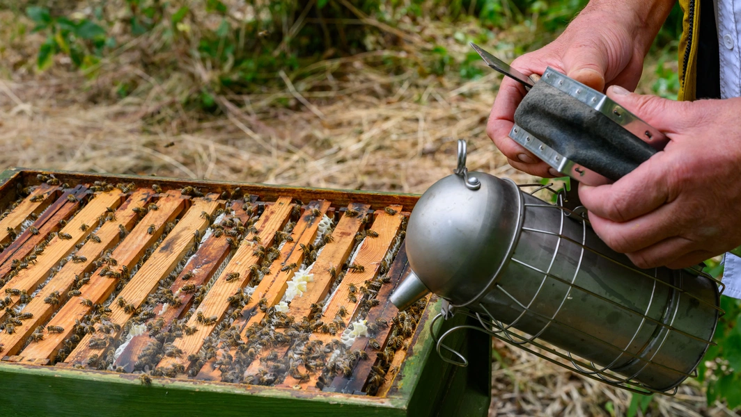 Essential skills for new beekeepers