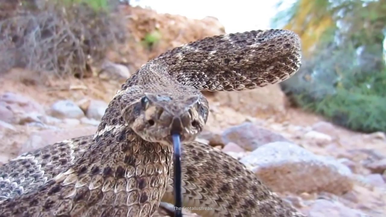 The world’s most venomous animal isn’t a snake - here’s the tiny ...